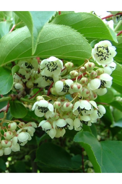 Actinidia arguta Weiki  квіти